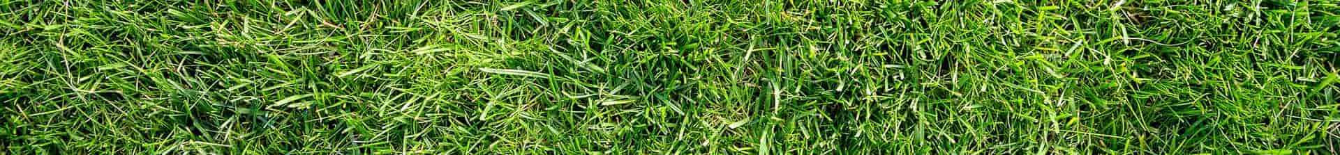 green, lush lawn after overseeding service